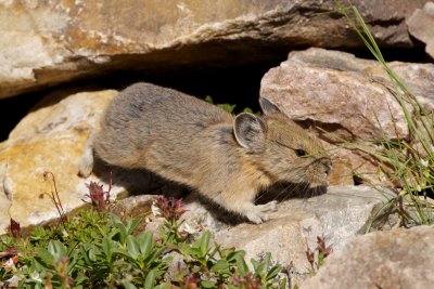 Pika