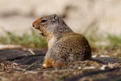 Columbian ground-squirrel - there are those non-cute teeth again