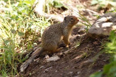 Columbian ground-squirrel