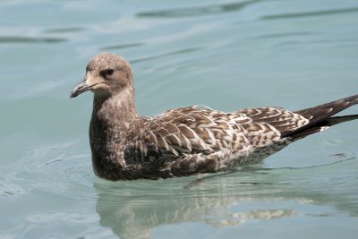 juvenile herring gull can't find fish in this water