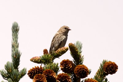 Pine Siskin