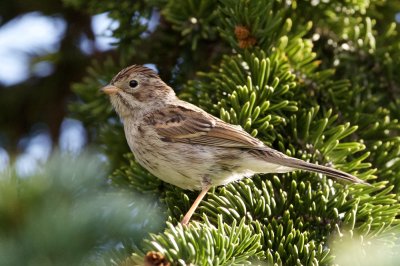 mystery sparrow!