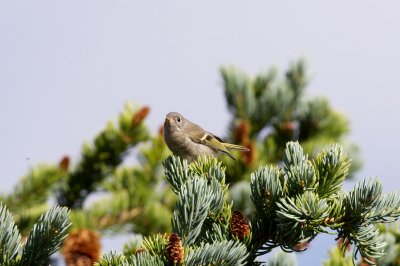 Ruby-Crowned Kinglet juvenile