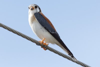 On the wire as we head out for the census - Bahamian Kestrel (male)