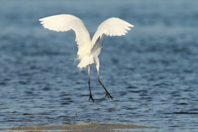 Reddish Egret leaping dance