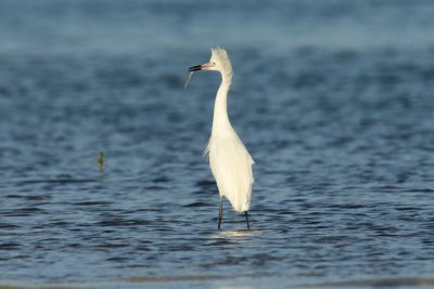 Success!   Reddish egret with prey