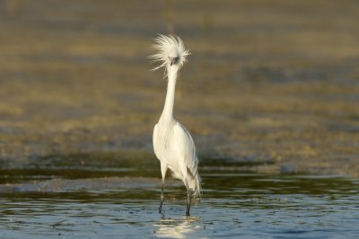 Thank you verra much (Reddish Egret showing off its rock-star hair)