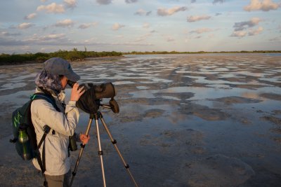 Still looking for piping plovers without sucess