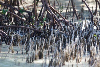 At the first survey area:  some Ruddy Turnstones well-camouflaged in pneumatophores