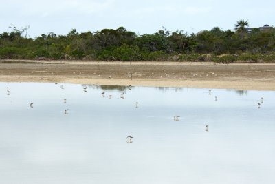 We counted 73 piping plovers in this roost - we'll be back with better equipment soon.