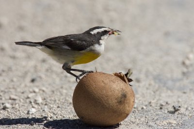 Bananaquit on Dilly Fruit