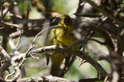 Bahama Oriole