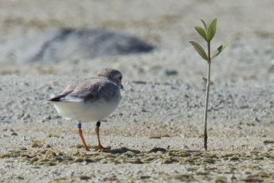 PIPL BB, Andros Feb 4