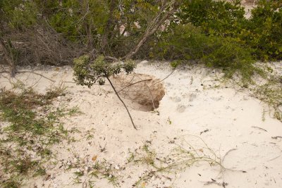 Burrowing Owl nest burrow beside sand road