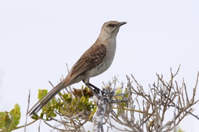Bahama Mockingbird - sleeked down
