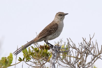 Bahama Mockingbird - fluffed up