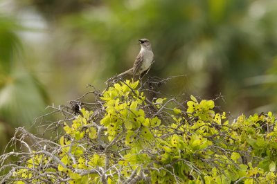 Bahama Mockingbird singing