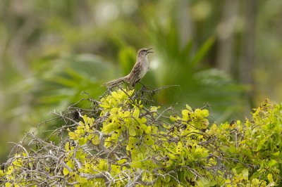 Bahama Mockingbird singing