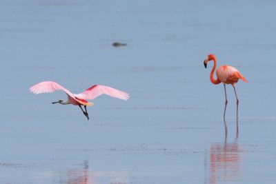 Pink flamingos aren't really that pink (sorry, Divine)