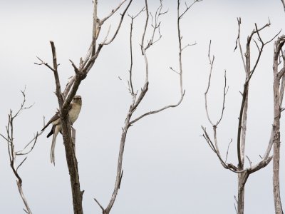 Northern Mockingbird - seemed less common along the coastline than Bahama Mockingbird (but more common in town)