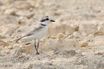 Snowy Plover on the road, inland