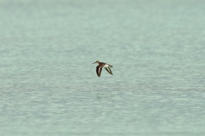 Spotted Sandpiper, characteristic wingtips down flight