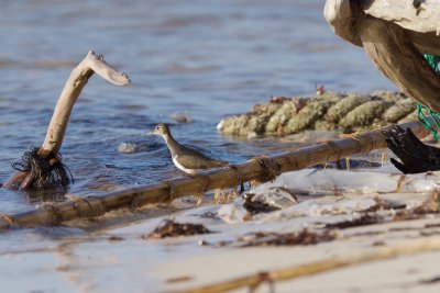 Spotted Sandpiper in favorite beach habitat (lots of cover)