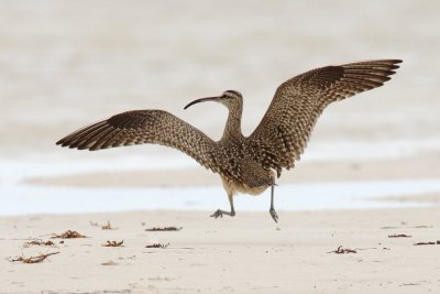 Whimbrel just after landing, showing wing pattern
