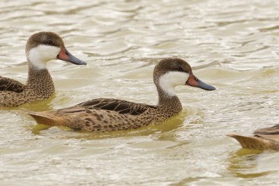 White-Cheeked Pintail adults