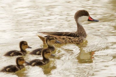 White-Cheeked Pintail with ducklings