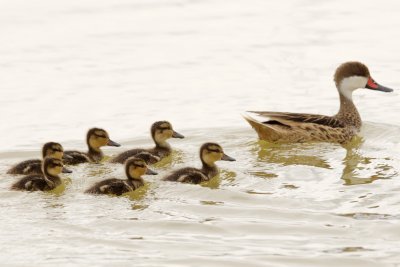 White-Cheeked Pintail ducklings