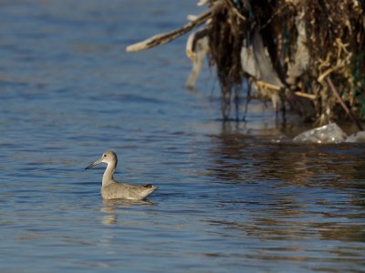 One of the few Willets we saw