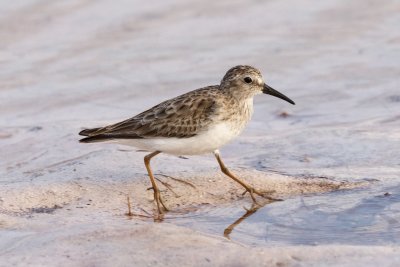 Least sandpiper - yellow-green legs clearly visible