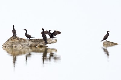 Neotropic Cormorants (I thought the third from left was double-crested at first)