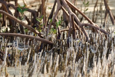 Shorebirds in Mangroves