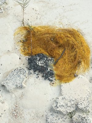 this kind of seaweed was common (never saw it on the east coast of Andros, though)