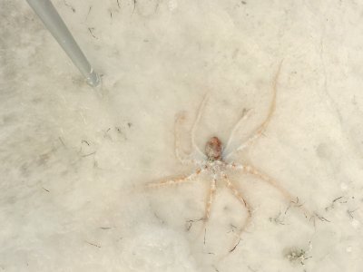 Further down the beach, an octopus in the silty water