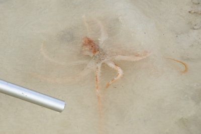octopus in the water
