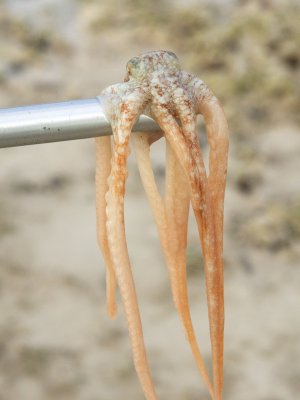 octopus