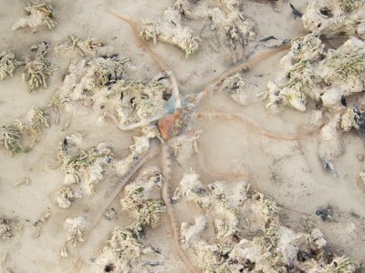 The octopus disappeared into a hole, sucking its head in and pulling its arms in after till it vanished