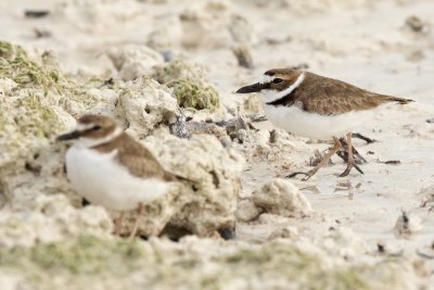 Wilson's Plover pair