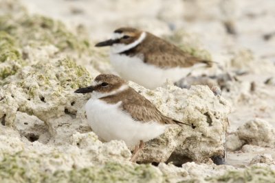 Wilson's Plover pair