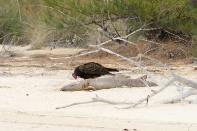 Turkey Vulture feeding on a nurse shark