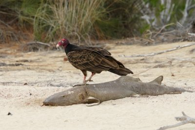 Turkey Vulture feeding on a nurse shark