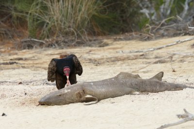 Turkey Vulture feeding on a nurse shark