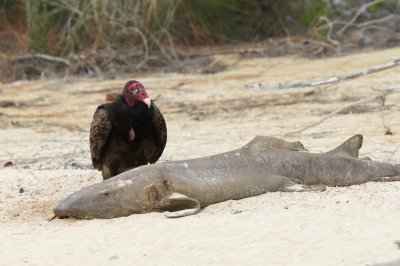 Turkey Vulture feeding on a nurse shark