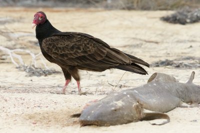 Turkey Vulture leaving reluctantly