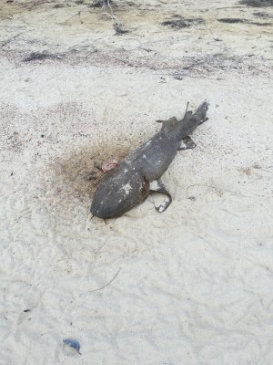 dead nurse shark