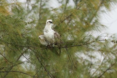 A very wet osprey flew in to dry itself in the tree