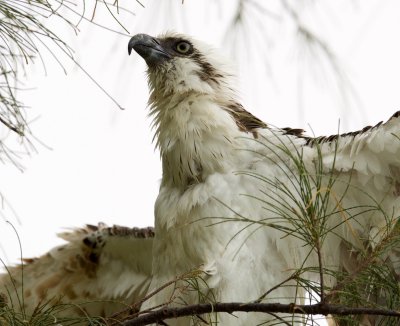 osprey drying off